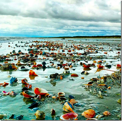Fernandina Beach Shells