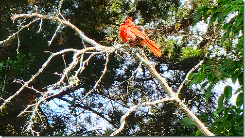 Patio Cardinal 2