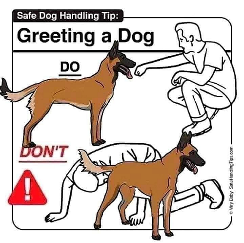 Safe Dog Handling Tip