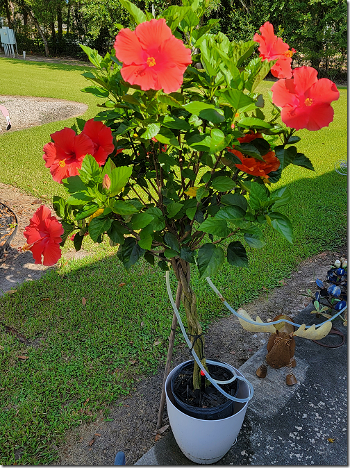 Hisbiscus 9 Blooms