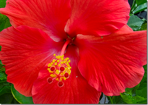 Hisbiscus Bloom CloseUp