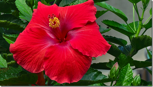 Jan's Hibiscus Bloom 2