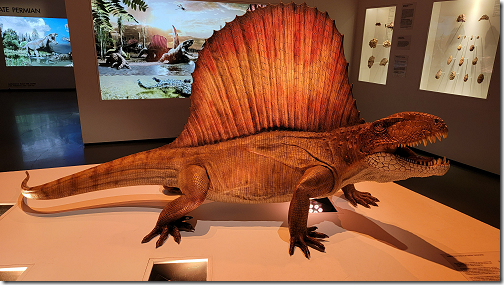 Museum Dinosaur Dimetrodon