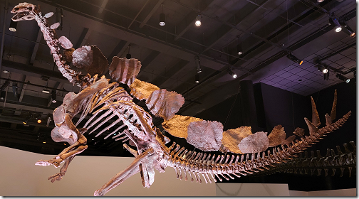 Museum Dinosaur Stegasaur