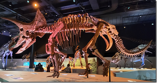 Museum Dinosaur Triceratops