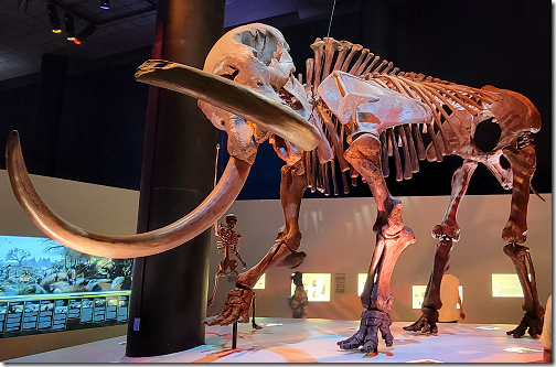 Museum Mammoth