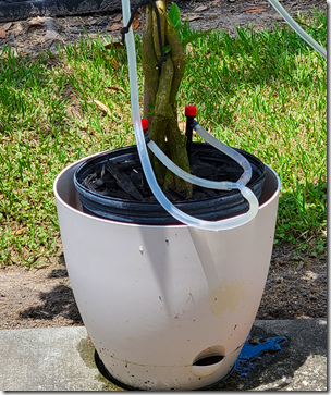 New Hibiscus Watering System