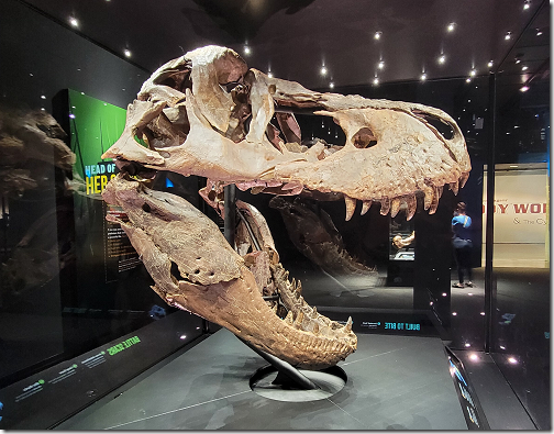 T-Rex Skull