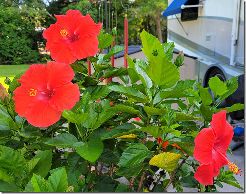 Three Hisbiscus Blooms