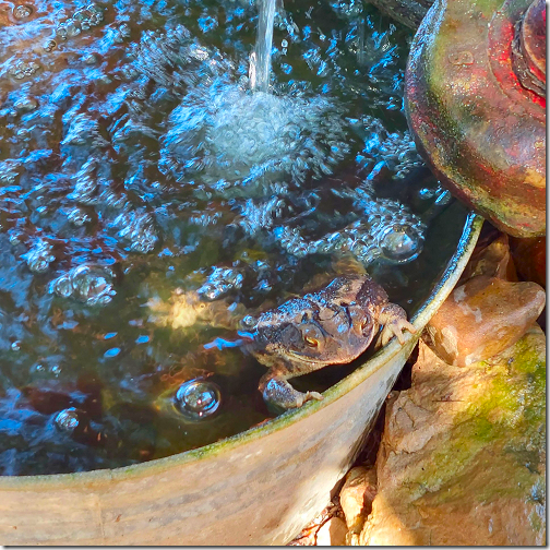 Toad The Wet Sprocket