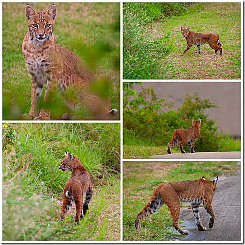 League City Bobcat