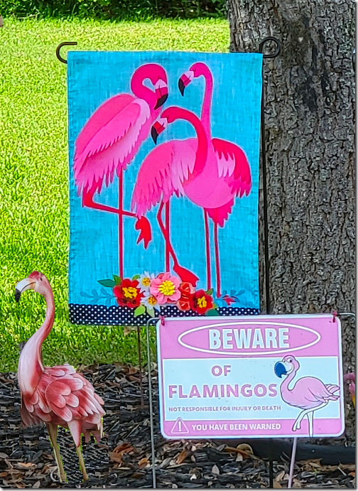 Flamingo Flamboyance