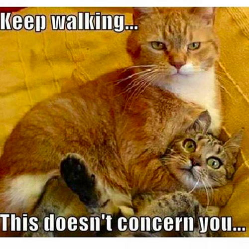 Keep Walking Cat
