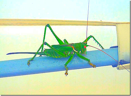 Gate Guarding Grasshopper