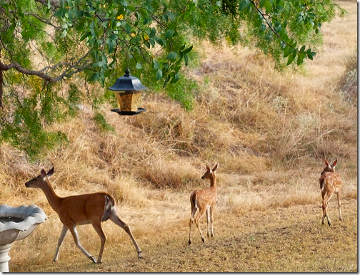 Linda's Deer and Fawns