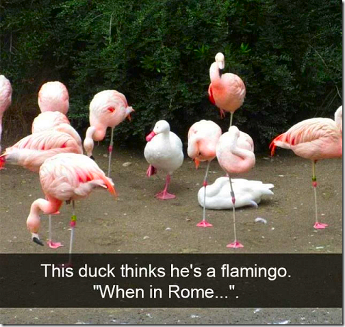 When In Rome Flamingo