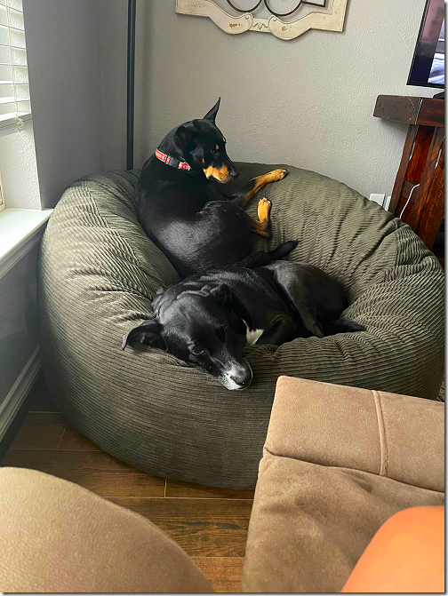 Jack and Baxter in Bean Bag Chair