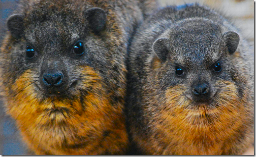 Rock Hyrax - Snake Farm