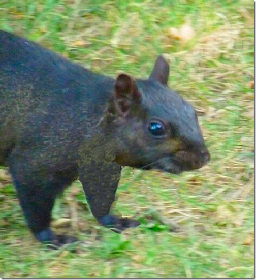 Black Squirrel 3