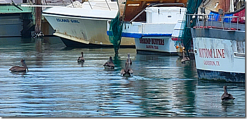 Galveston Pelican Floating