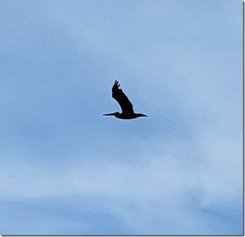 Galveston Pelican On The Fly