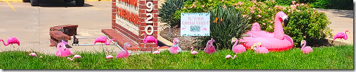 You've Been Flamingo Flocked