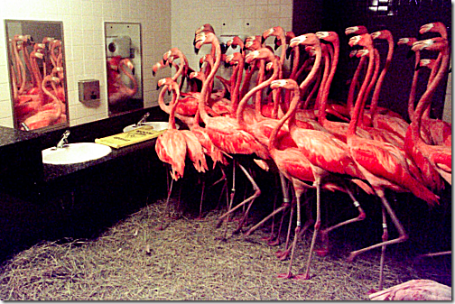 Flamingos in Bathroom