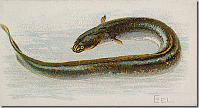Eels for Thanksgiving