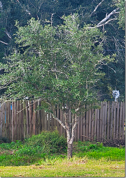 Petticoat Junction Tree