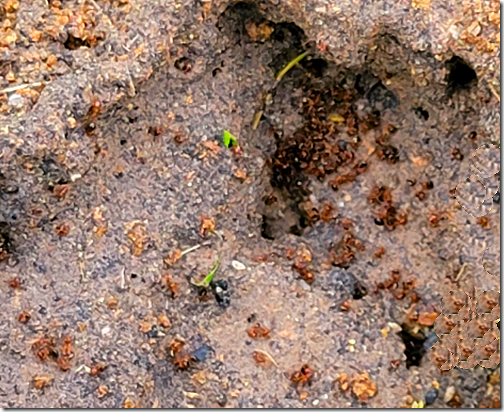 Dead Fire Ants