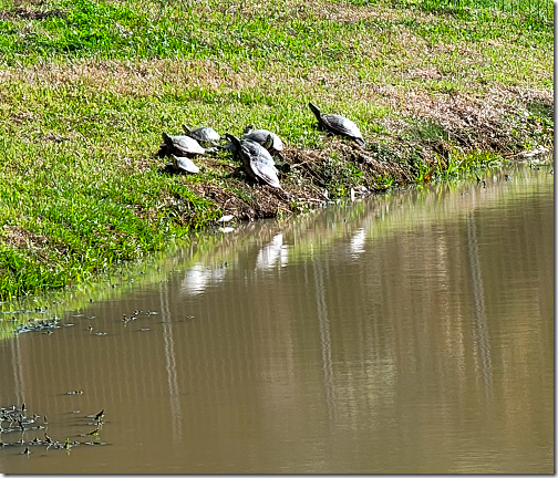 Galveston Bay RV ParkTurtles 20230218