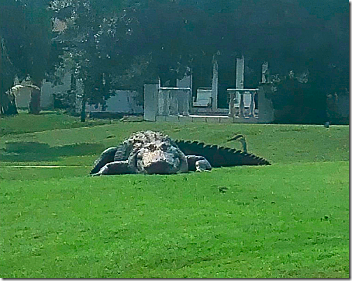 Giant Sebring FL Gator