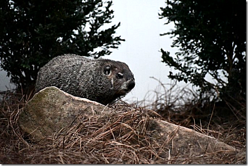 Groundhog General Beauregard Lee