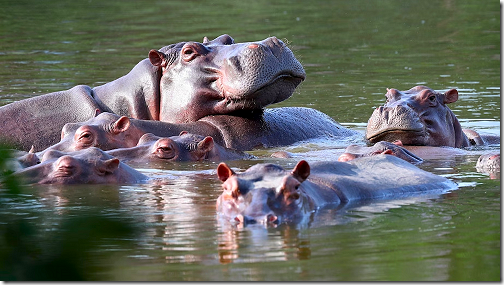 A Crowd Of Hippos-500
