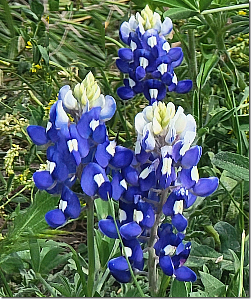 BlueBonnet Field Marble Falls