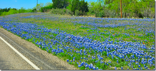 Bluebonnet Road Border 2