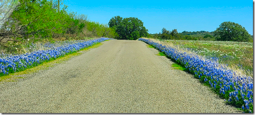 Bluebonnet Road Border