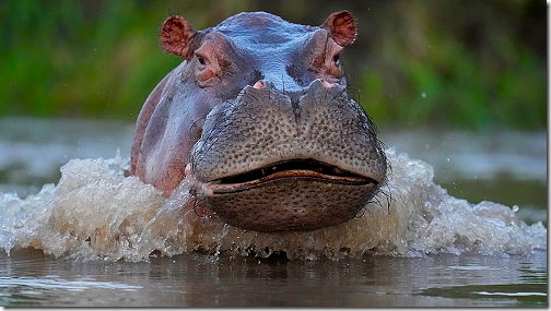 Charging Hippo-500