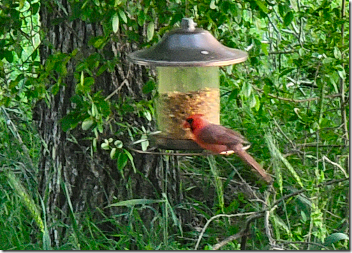 Chris' Female Cardinal