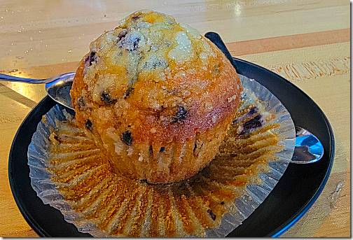 Gator's Bl;ueberry Muffin 20230305