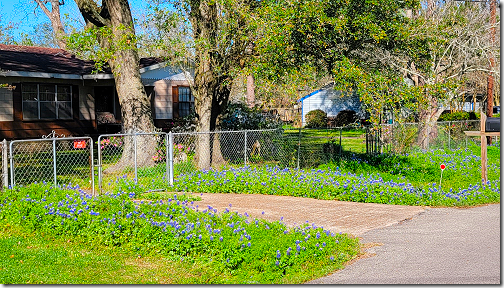 Santa Fe Blue Bonnets